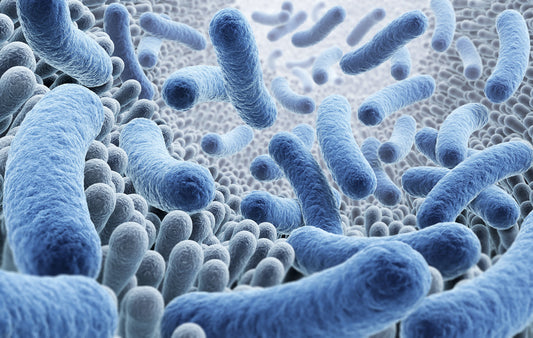 ¿Qué son los probióticos y para qué sirven? Beneficios para tu salud digestiva e inmunitaria