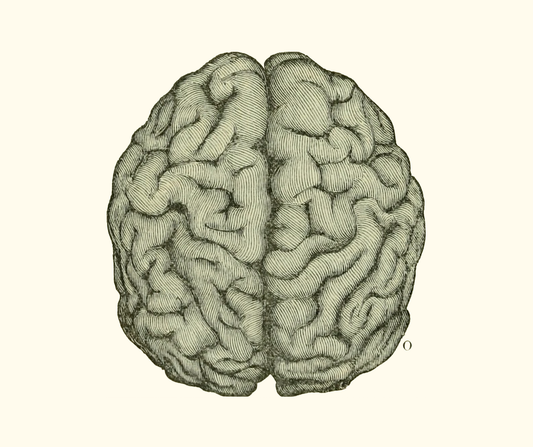 Intestino conectado al cerebro: ¿Cómo influye en tu salud mental?